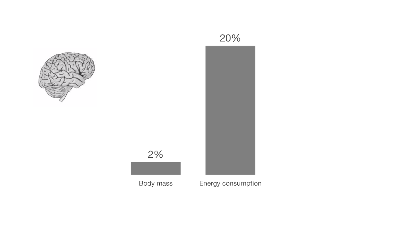 Human brain weight vs. energy consumption